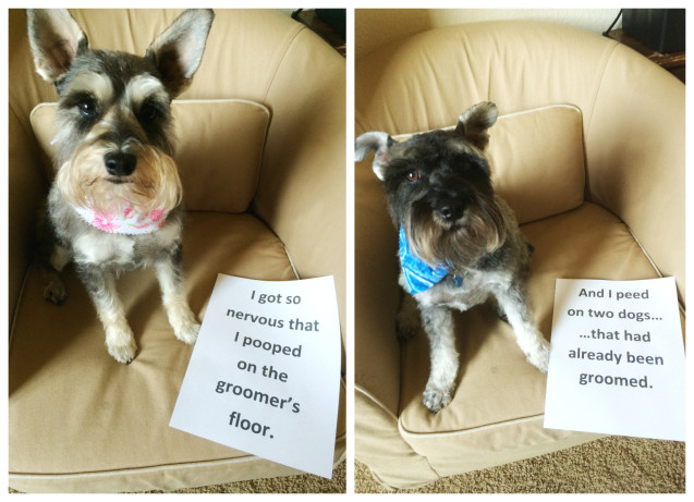 schuler-dogshaming