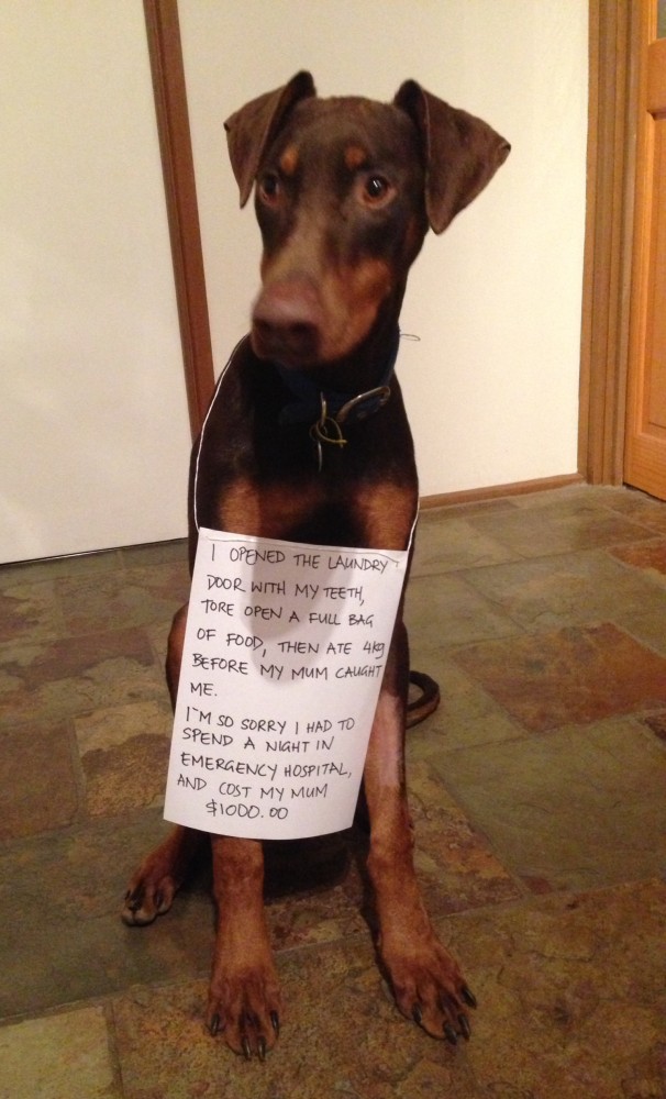 Frankie-shaming