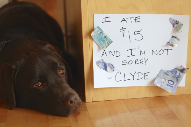 Clyde-Eats-Money-5