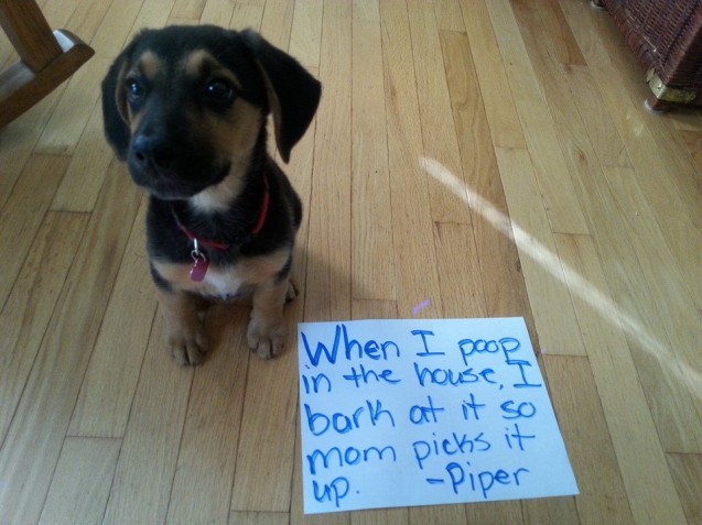 Piper