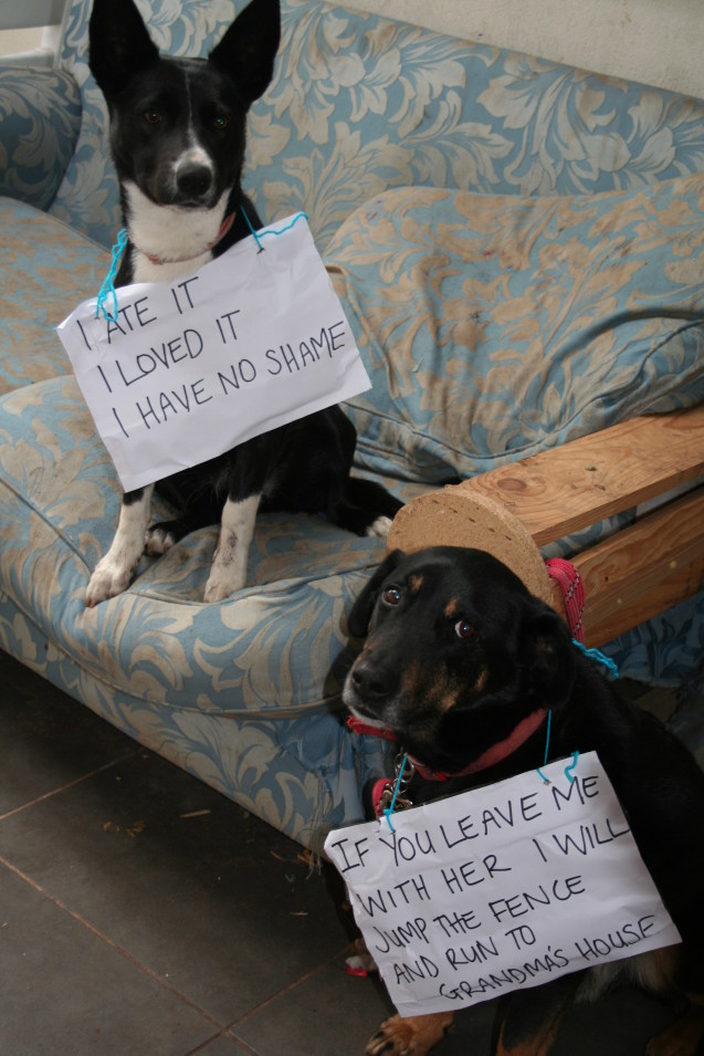 dog-shame-2