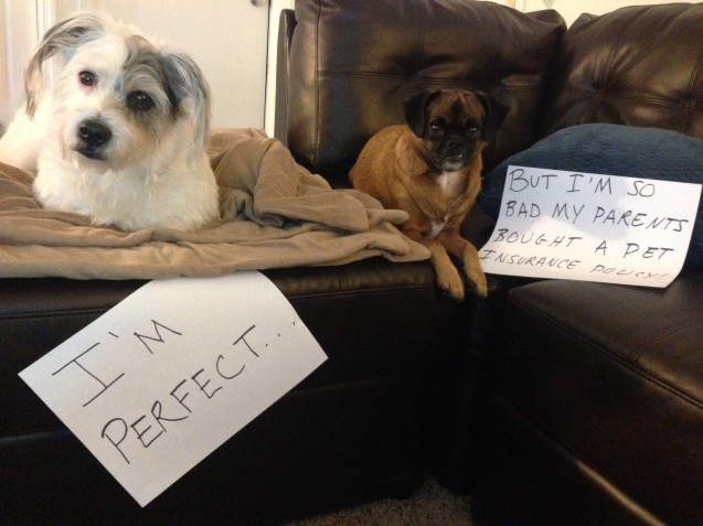 dog-shaming3