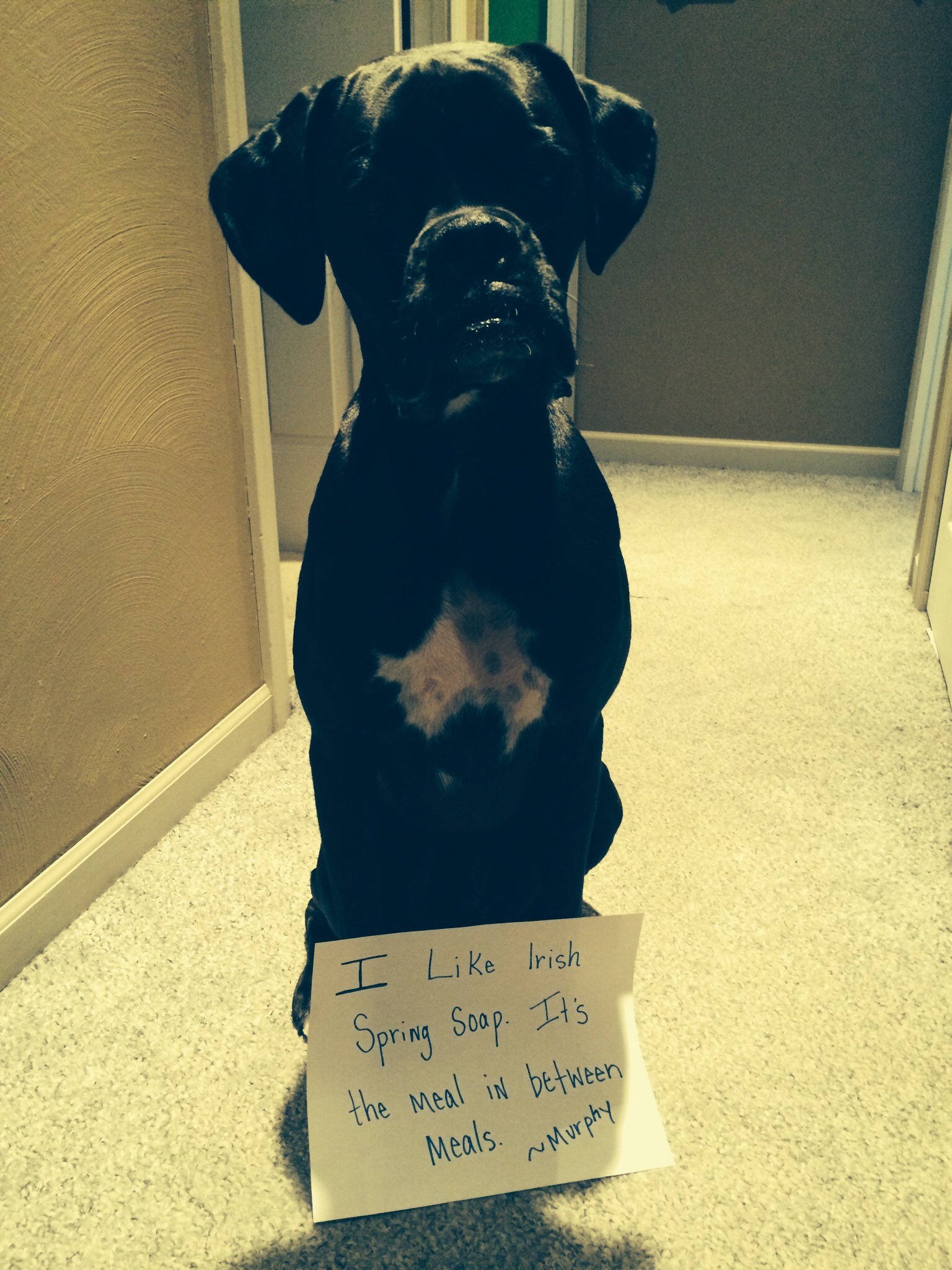 My dog ate cheap irish spring soap