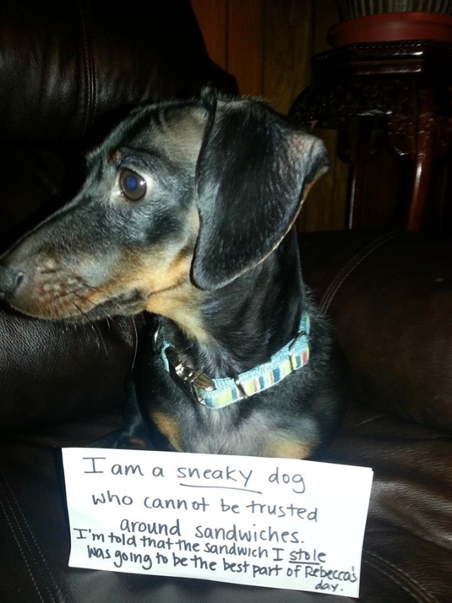 jettadogshaming