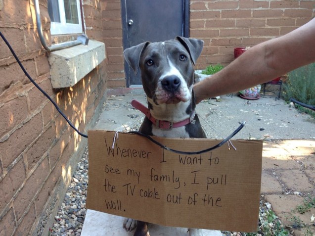 lucy-dog-shaming-pic