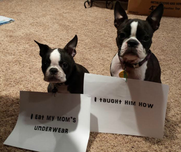 Dog-Shaming