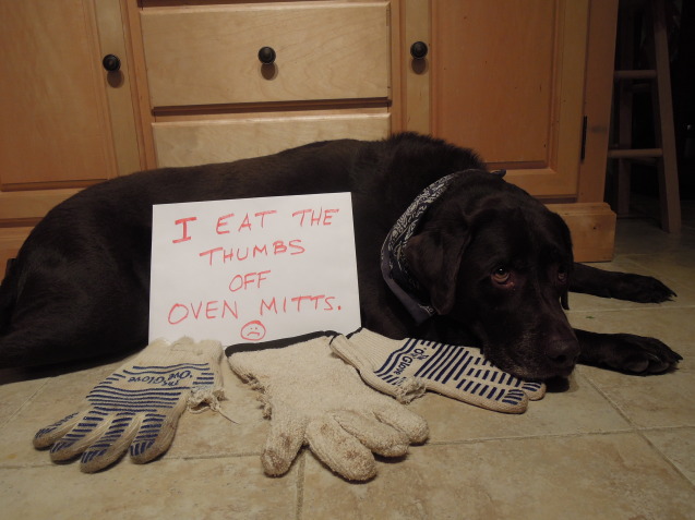 charlie-shamed