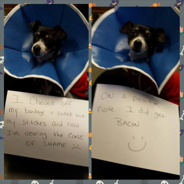 Jubi-Shaming