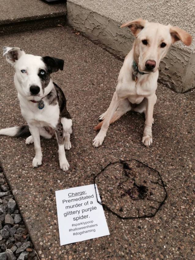 dogshaming