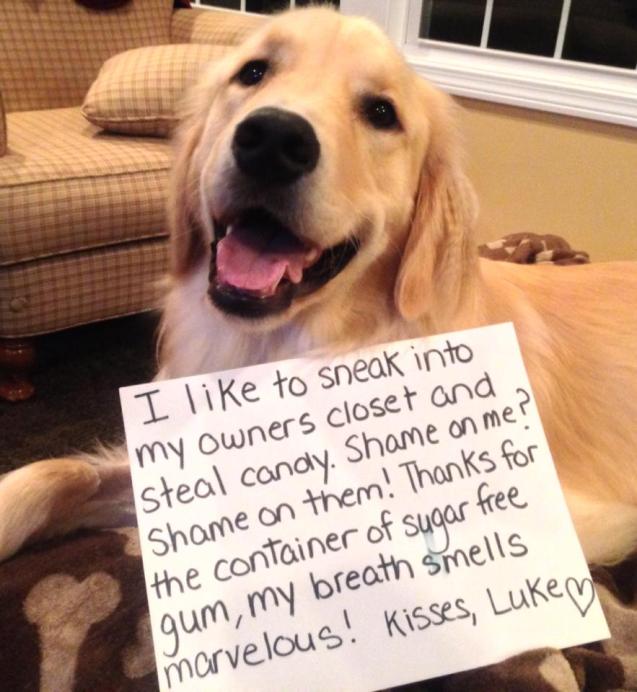 luke-dog-shaming