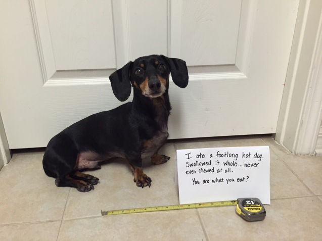 Baxter-dog-shaming