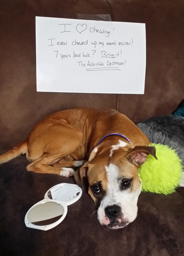 Becky-Dog-shamed-2014