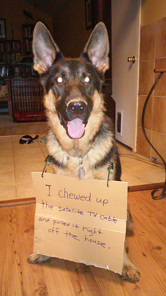 Time Barker Cable Tech Support - Dogshaming