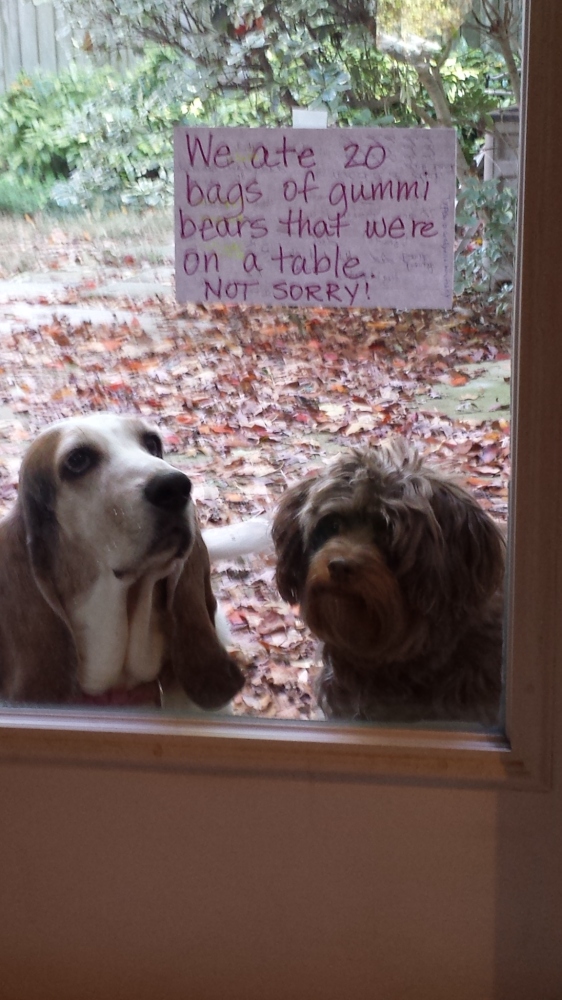 DogShaming_1