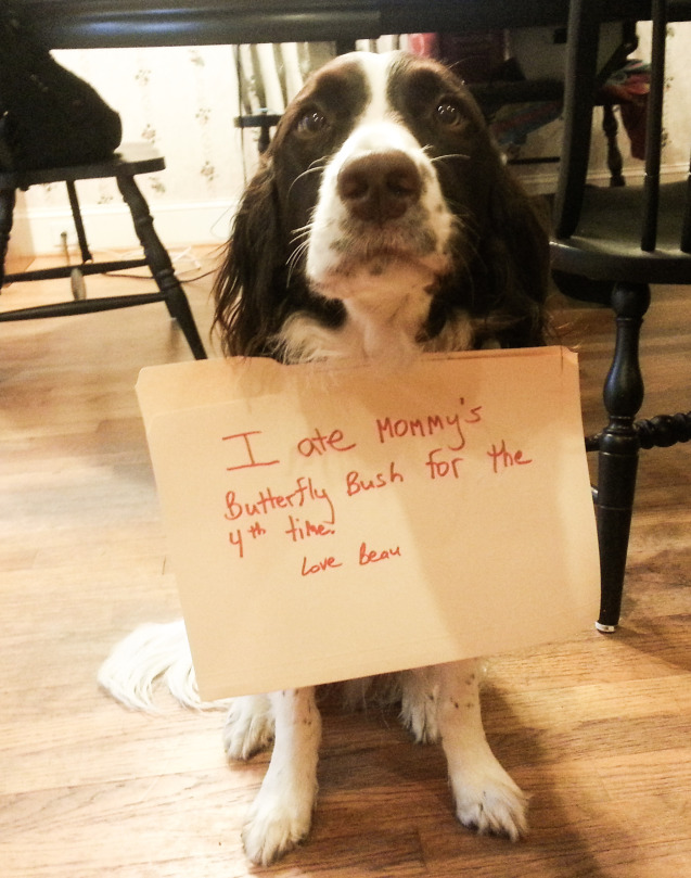 beau-dog-shaming