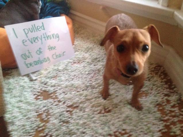 dogshaming