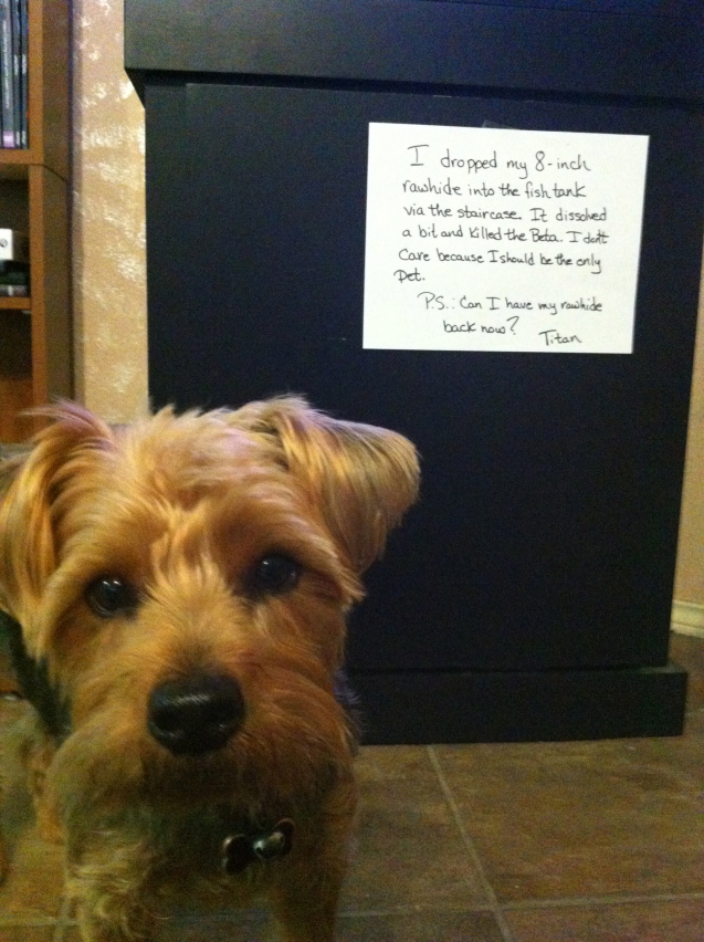 17-Titan-Dog-Shaming