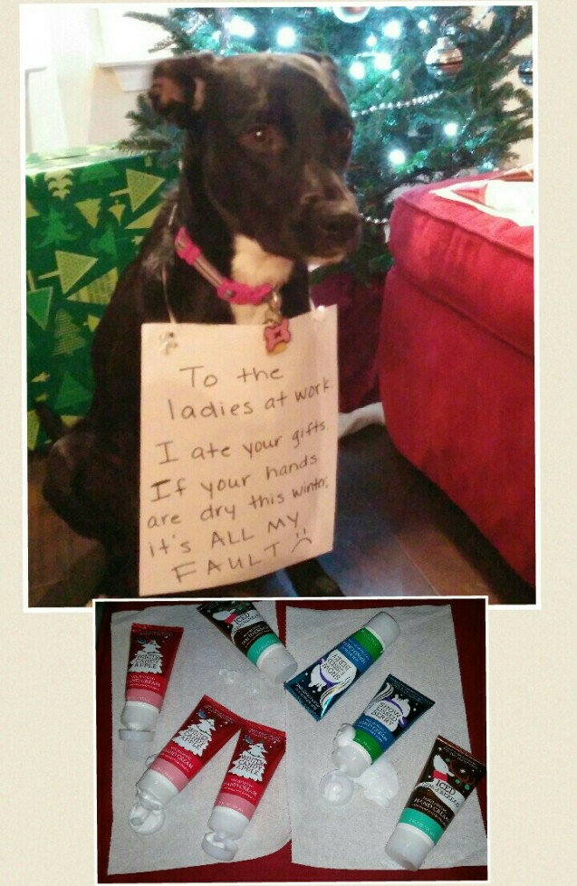 Elora-dog-shaming