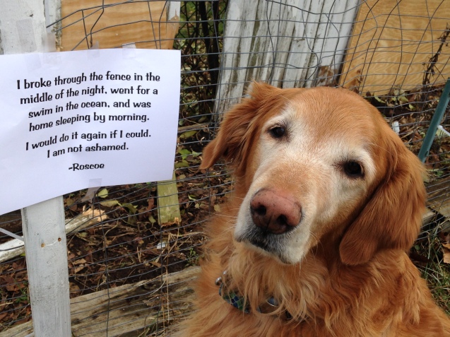 Roscoe-dogshame