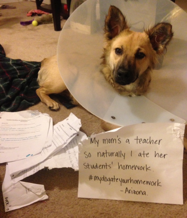 i dog ate my homework meaning