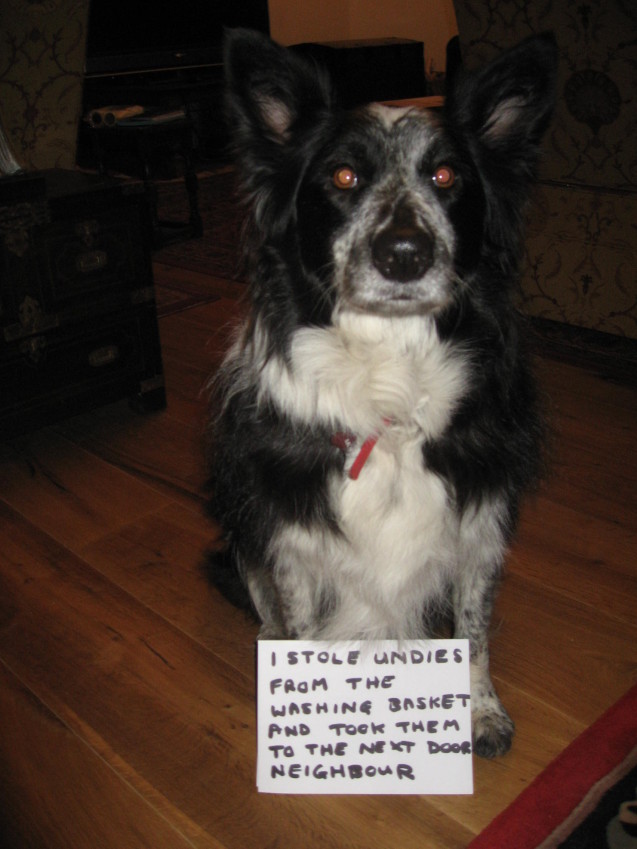 dog-shaming-009