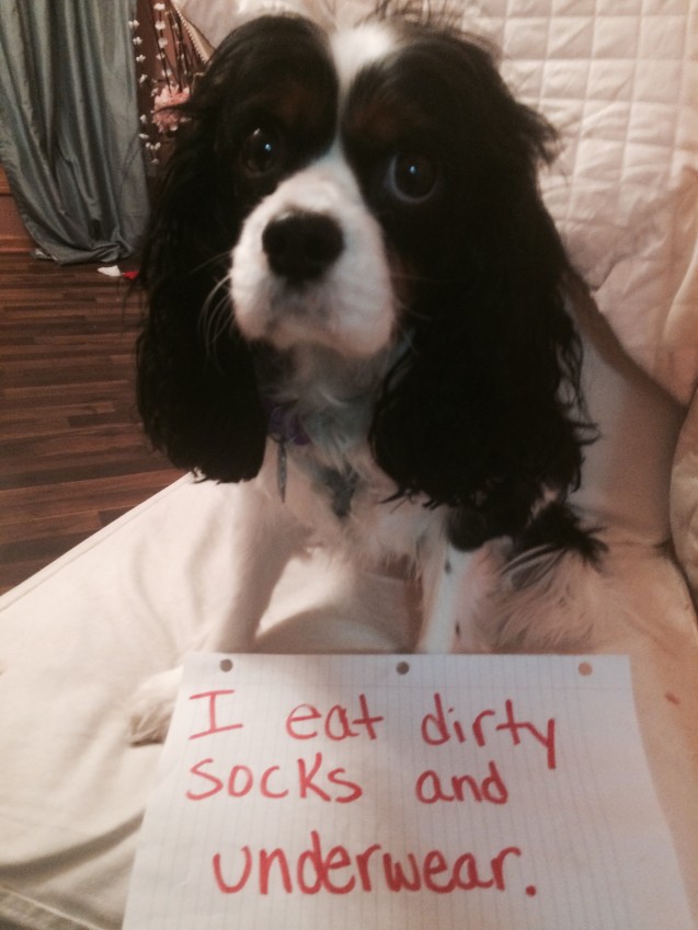 dog-shaming