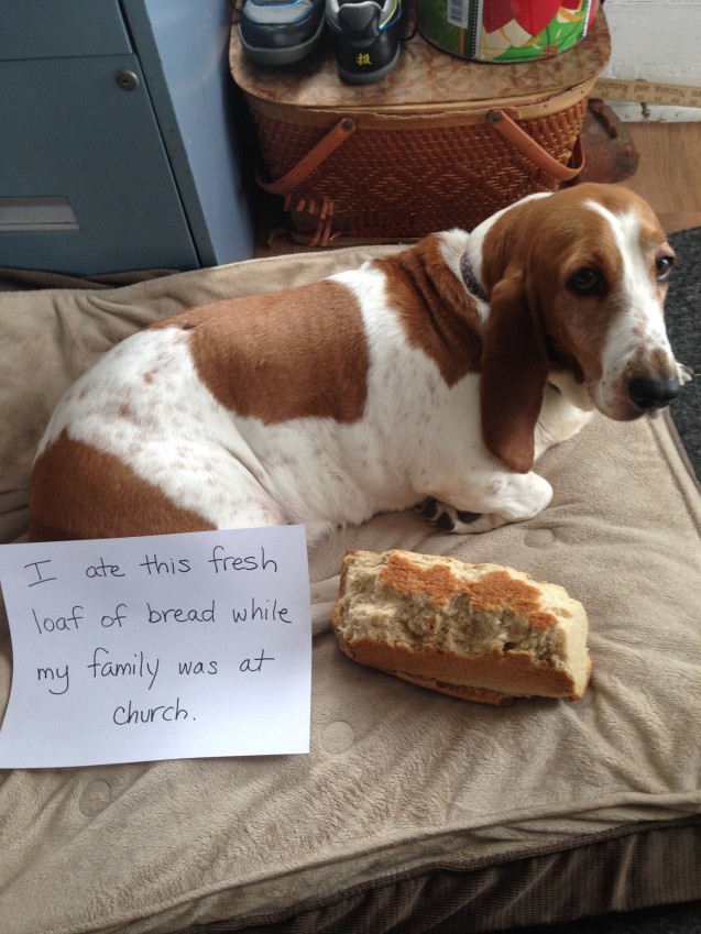 dogshaming1