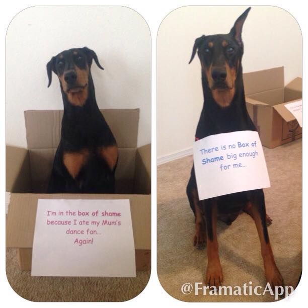 Box-of-shame