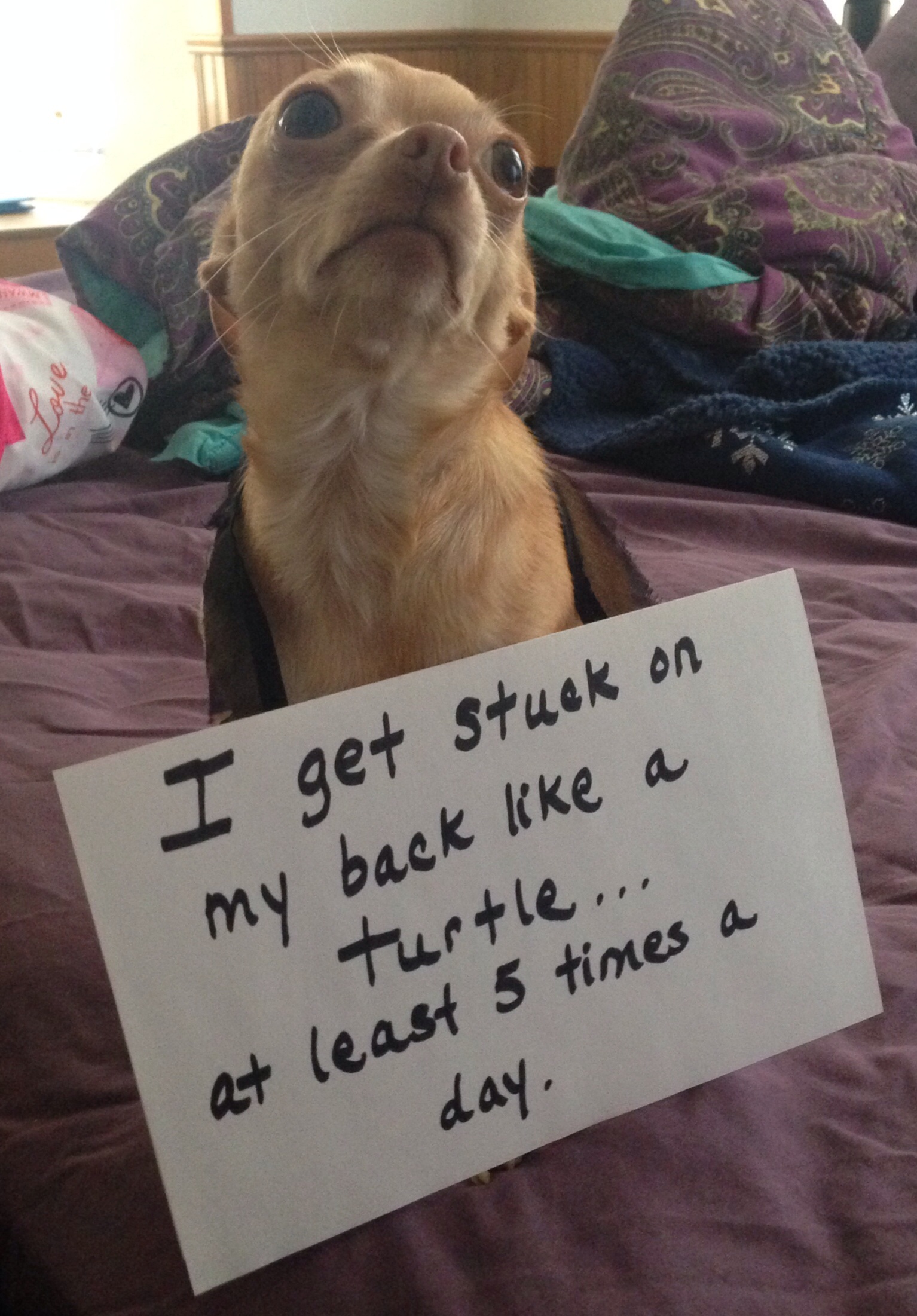 Help! I've Fallen and I Can't get up!! - Dogshaming