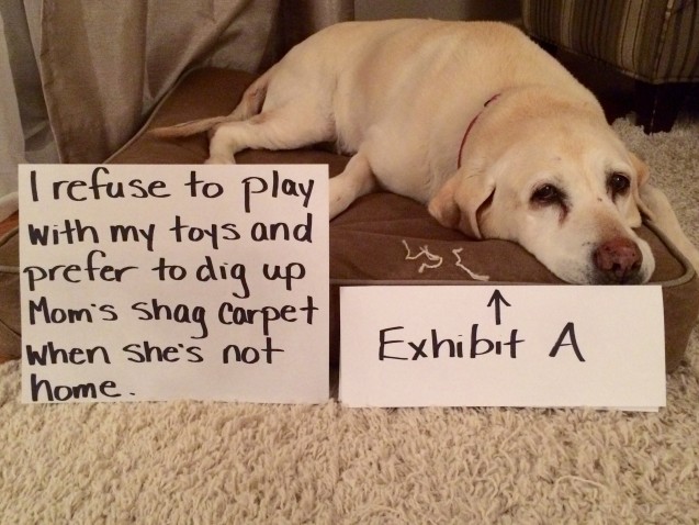 lucy-dog-shaming