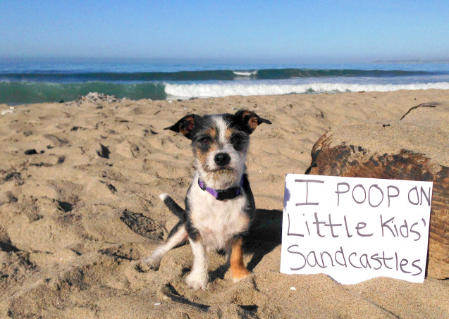 dog-shaming1