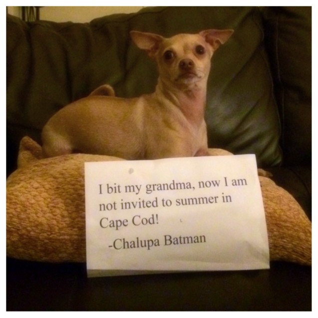 Dog-Shaming-Chalupa