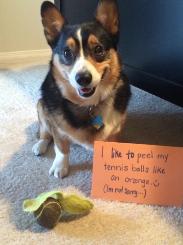 dogshaming_Enzo