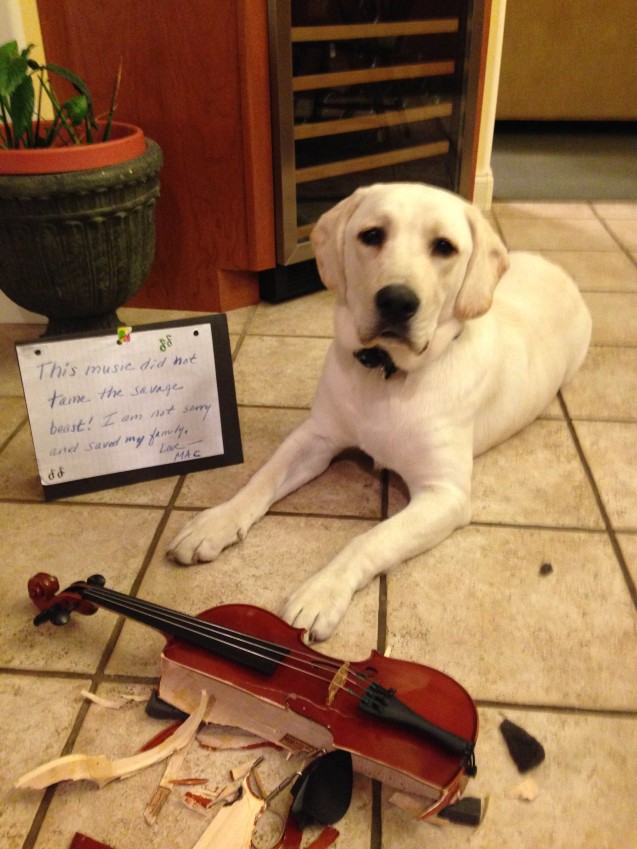 dogshaming