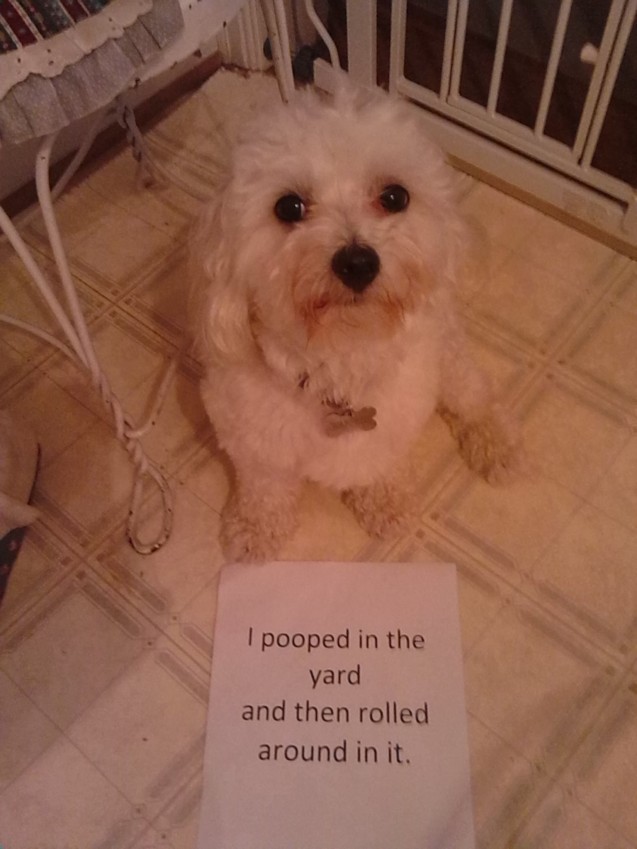 Dog-Shaming