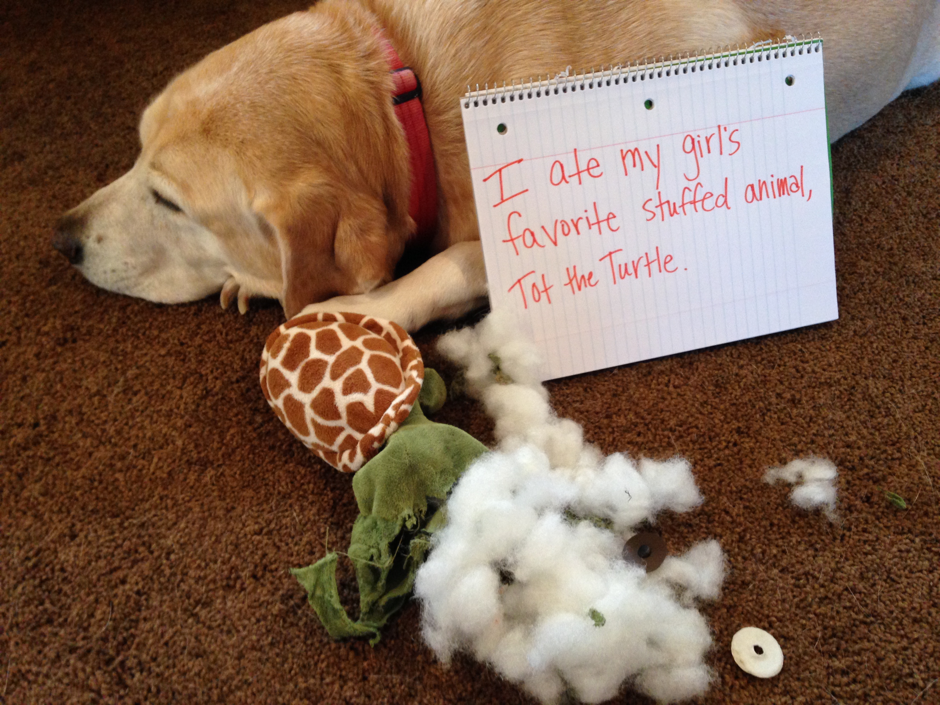 dog ate stuffed animal