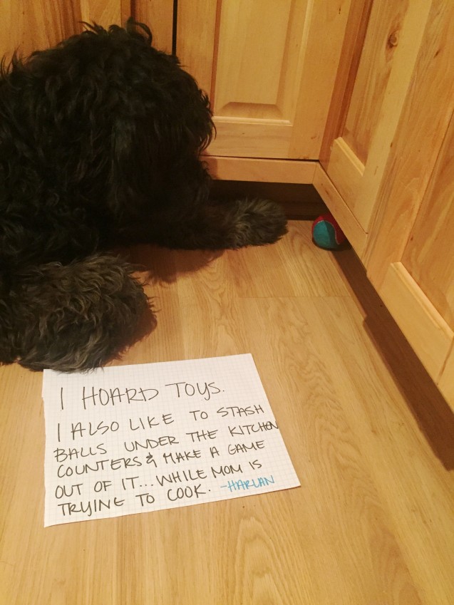 Image result for dog shaming