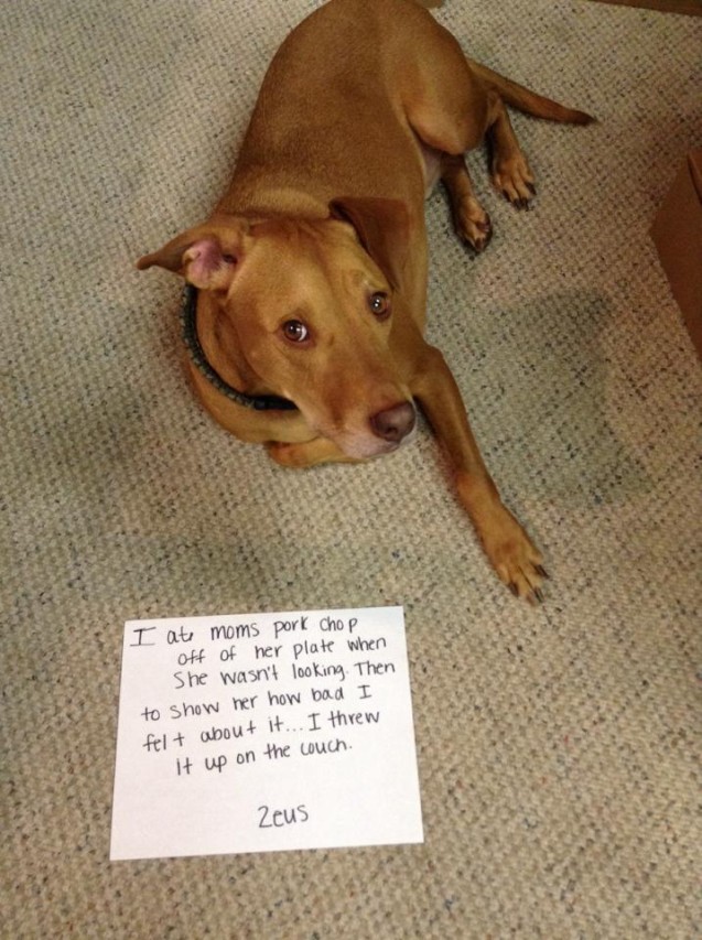 Image result for dog shaming