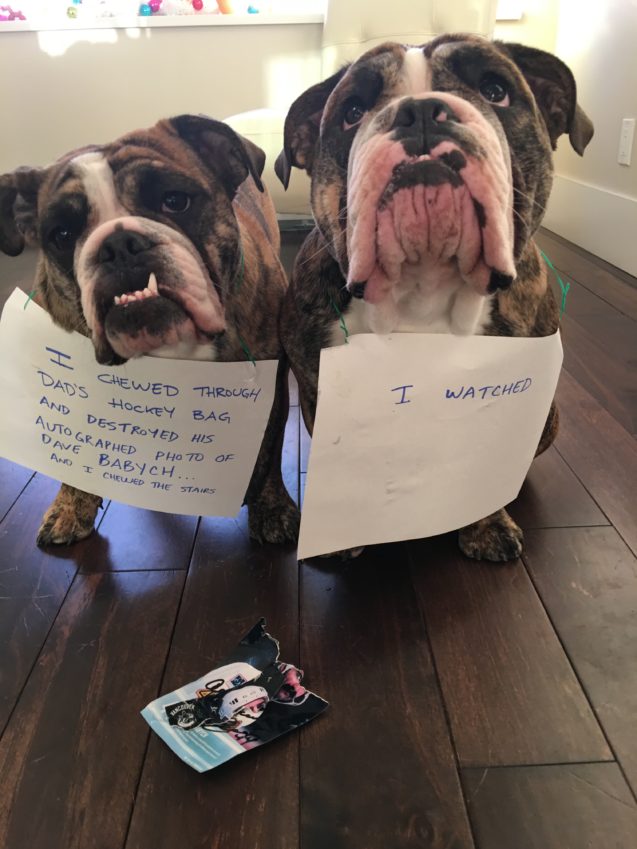 Double Trouble Archives Dogshaming