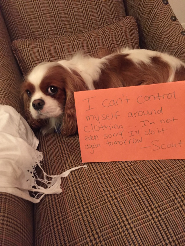 Dog-shaming-Scout