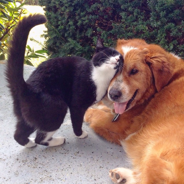 bestbuds