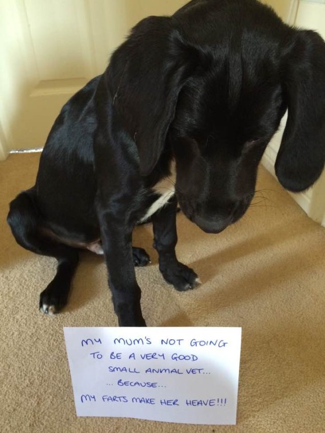 Angus-Dog-Shaming