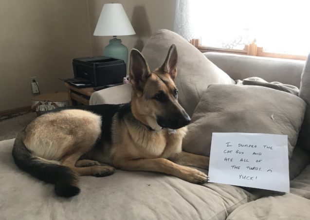 9 Hilarious Guilty German Shepherds With Notes Will Make You Smile!