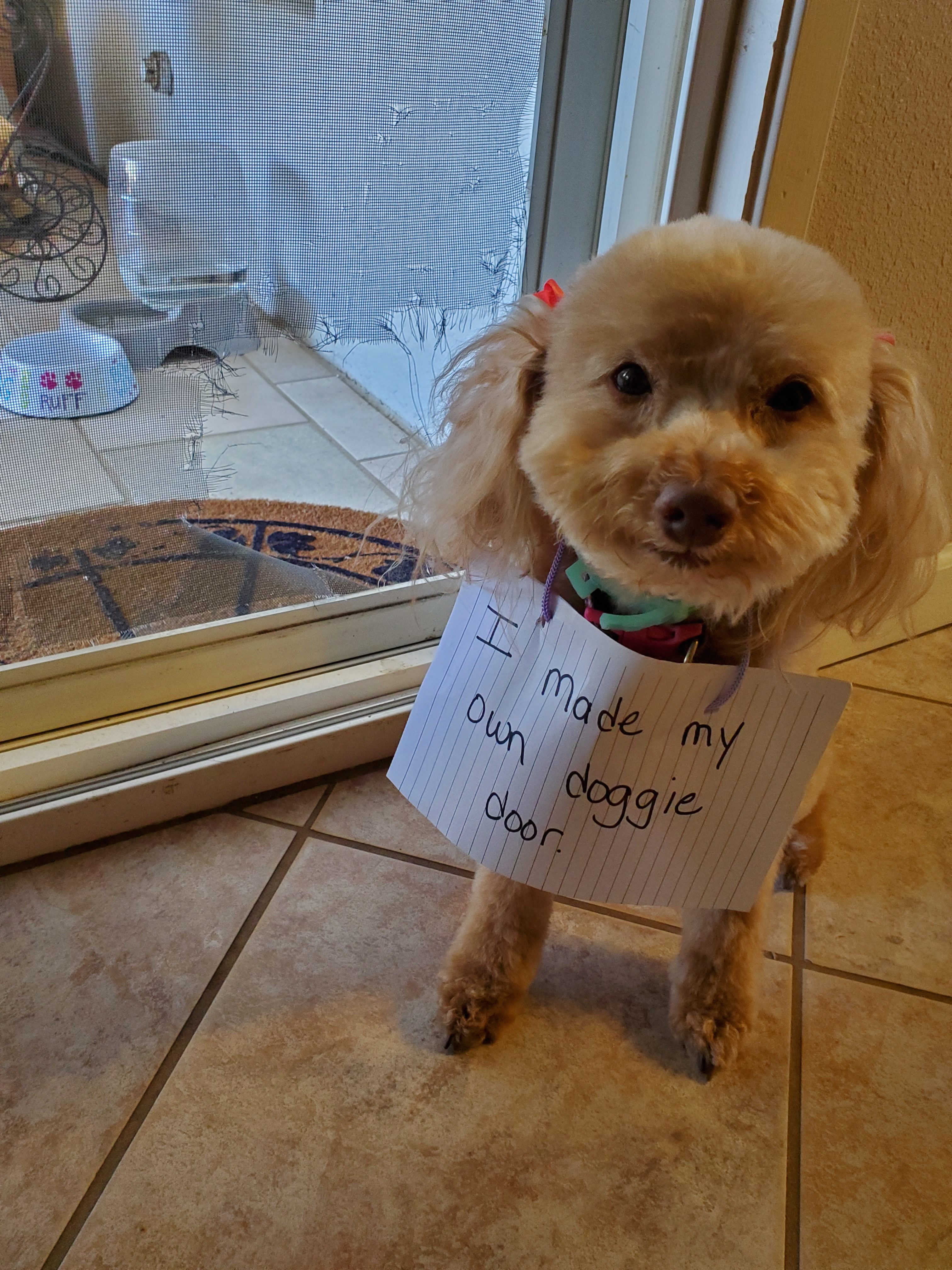 Escape artists Archives - Dogshaming